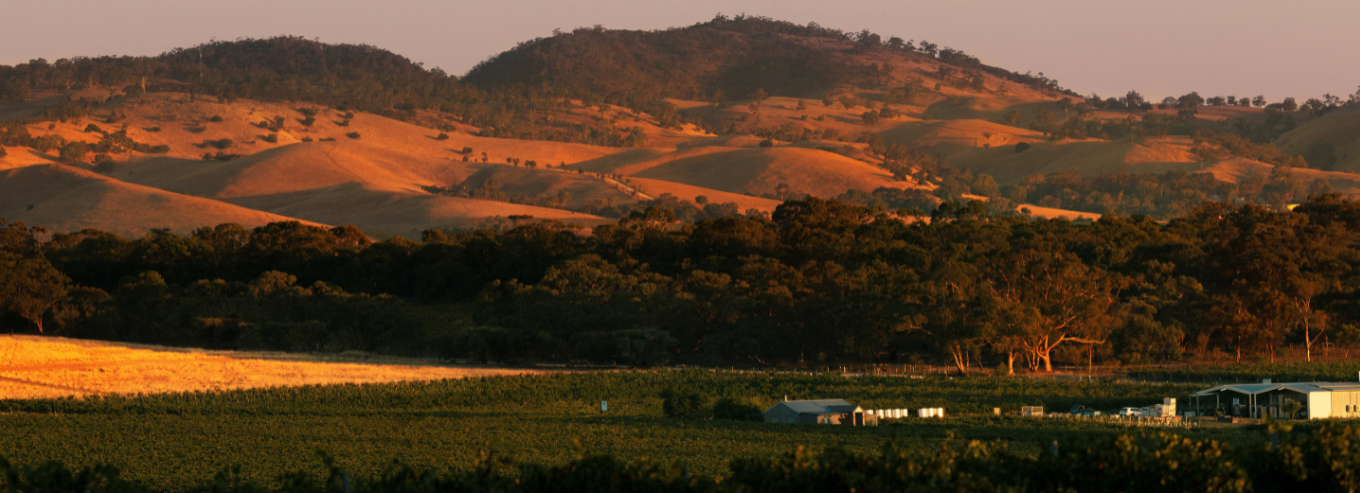 Sunset at Hayes Family Wines vineyard
